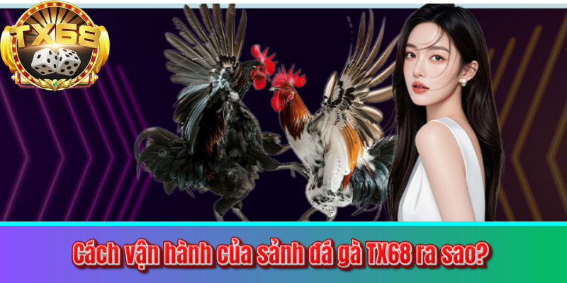 Cách vận hành của sảnh đá gà TX68 ra sao?