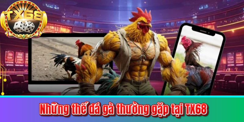 Những thế đá gà thường gặp tại TX68