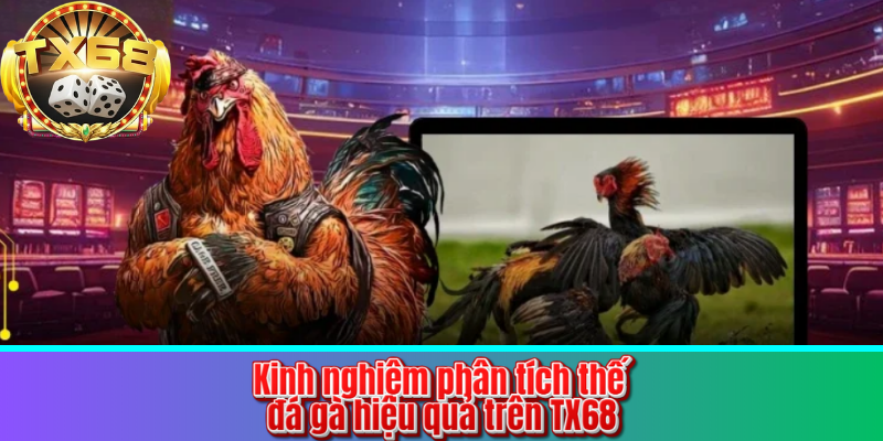 Kinh nghiệm phân tích thế đá gà hiệu quả trên TX68